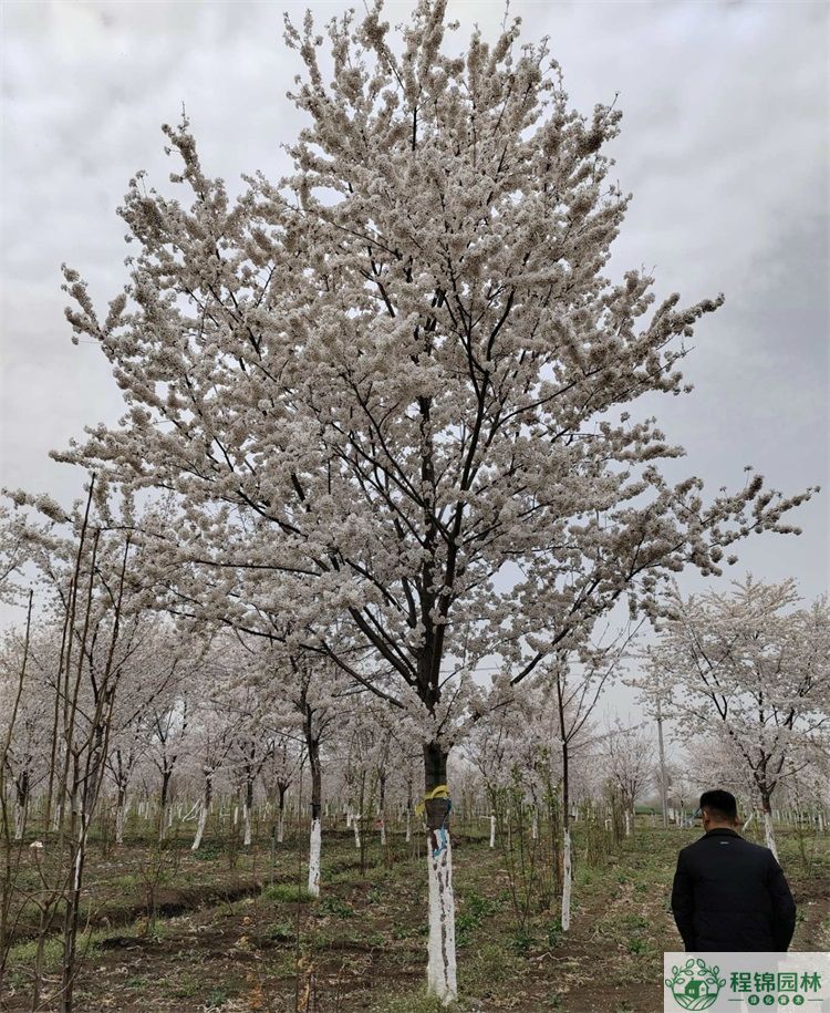 染井吉野櫻