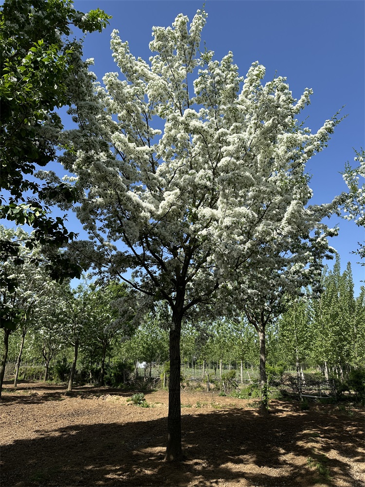 流蘇樹耐寒嗎？適合北方種植嗎